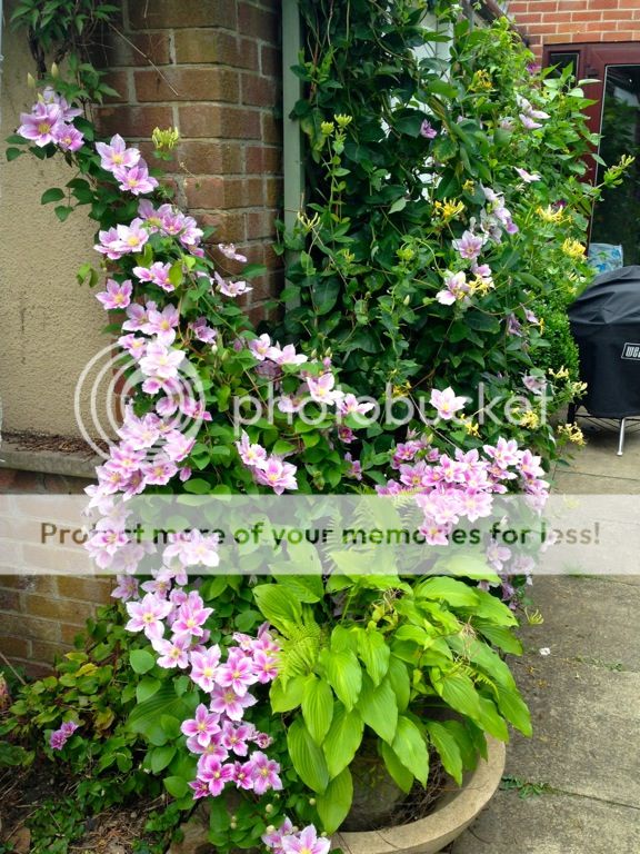 http://i232.photobucket.com/albums/ee192/thebear843/Garden/file_zps1aee8ec6.jpg