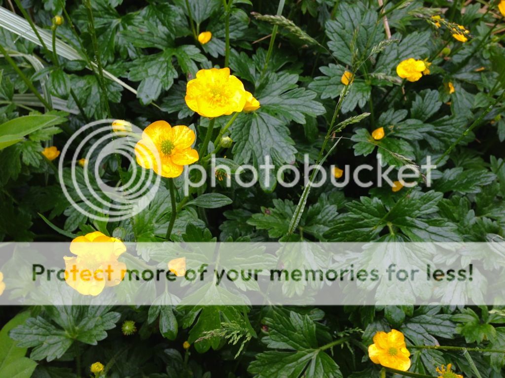 http://i232.photobucket.com/albums/ee192/thebear843/Garden/file_zpsdb954fa2.jpg
