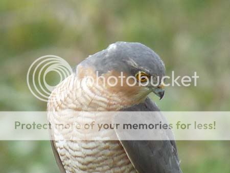 http://i703.photobucket.com/albums/ww32/Owdboggy/sparrowhawkhead.jpg