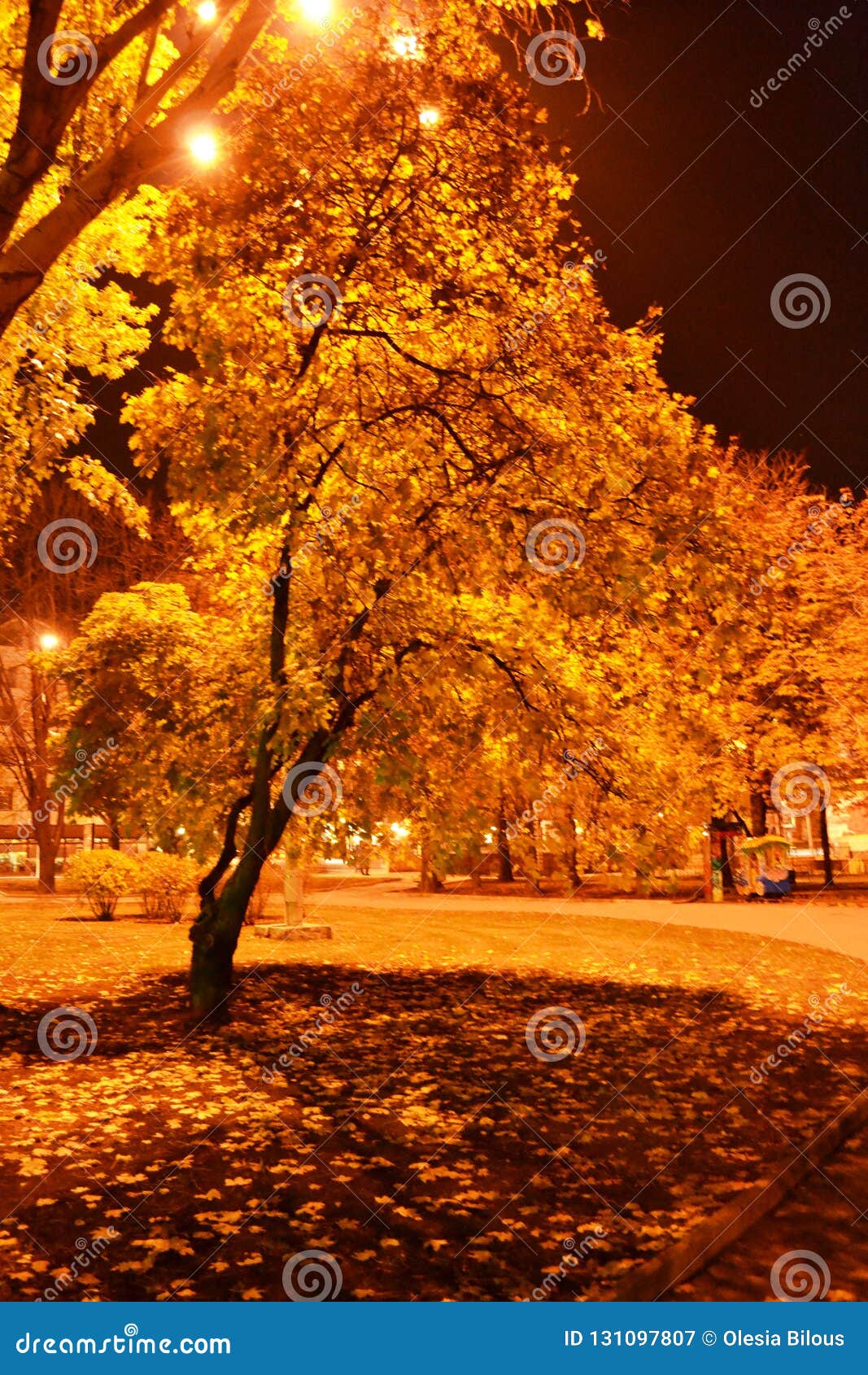 Image result for Autumn evenings images
