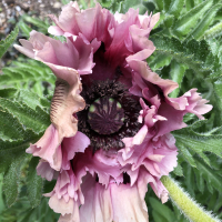 Rosidendron