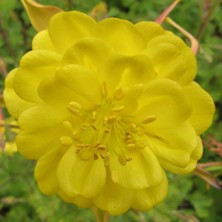 http://www.touchwoodplants.co.uk/images/1991_aquilegia_large_blushed_yellow_double_chrysx1061_222IMG_0374.jpg