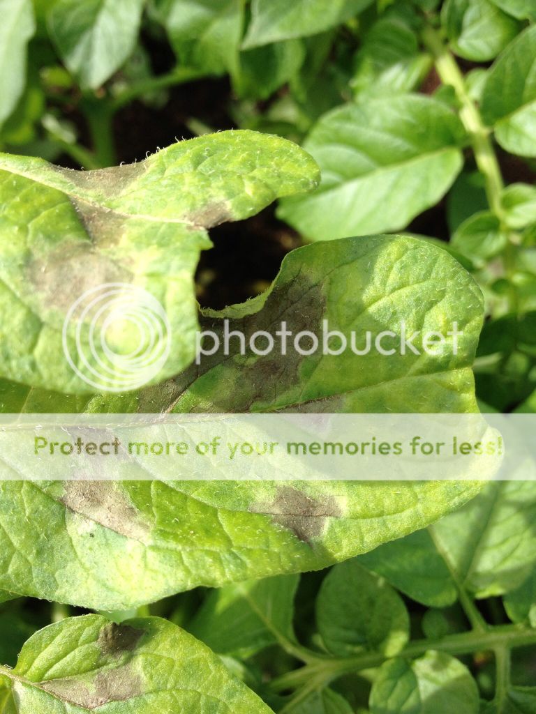 http://i1125.photobucket.com/albums/l599/ria_g1/cda9f8ffd8a4a8957f63e08ab843100d.jpg