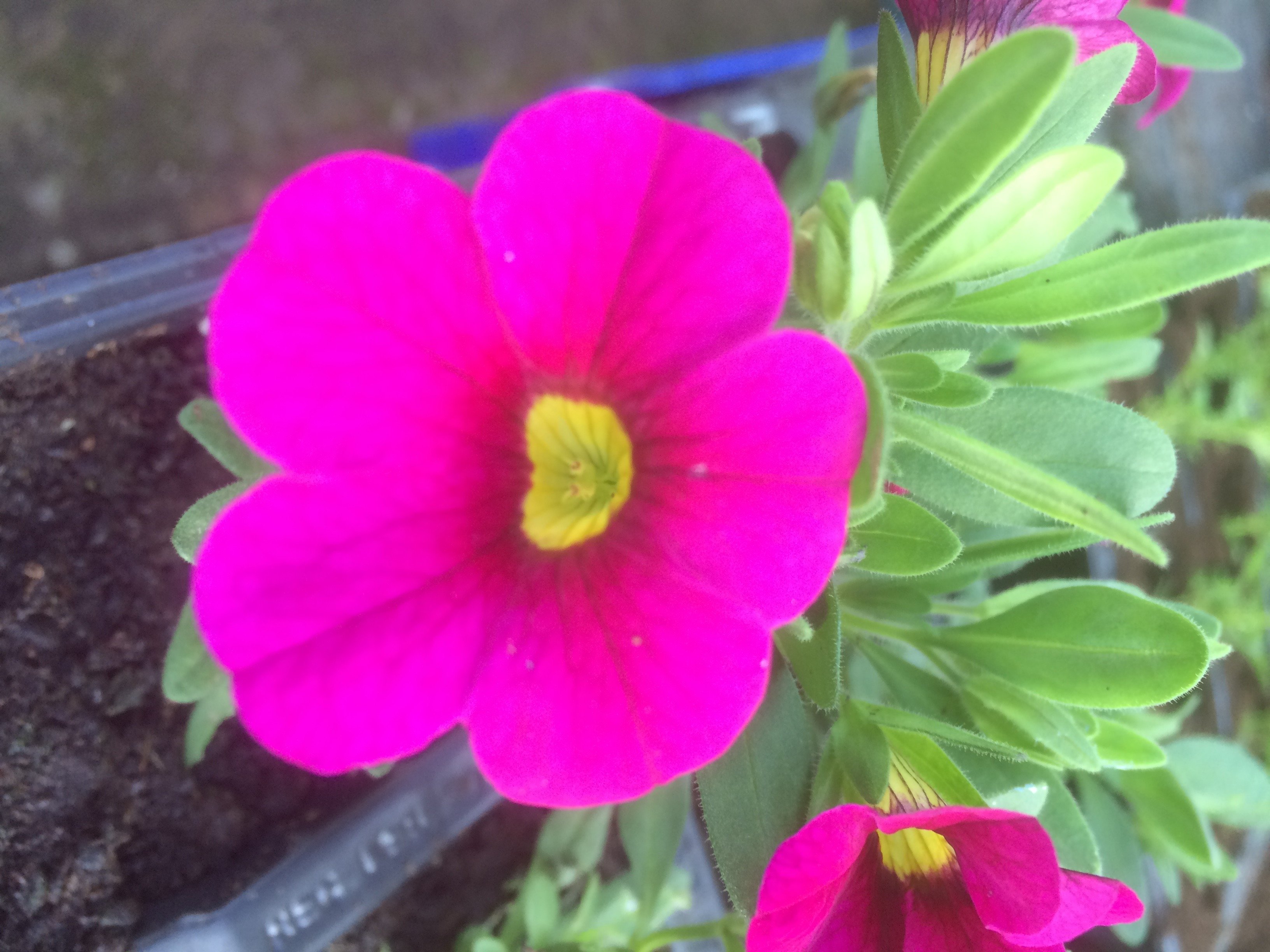 lynn de la plants