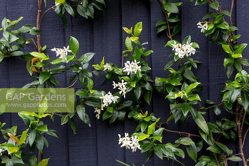 Trachelospermum jasm stock photo by Paul Debois Image 1279006