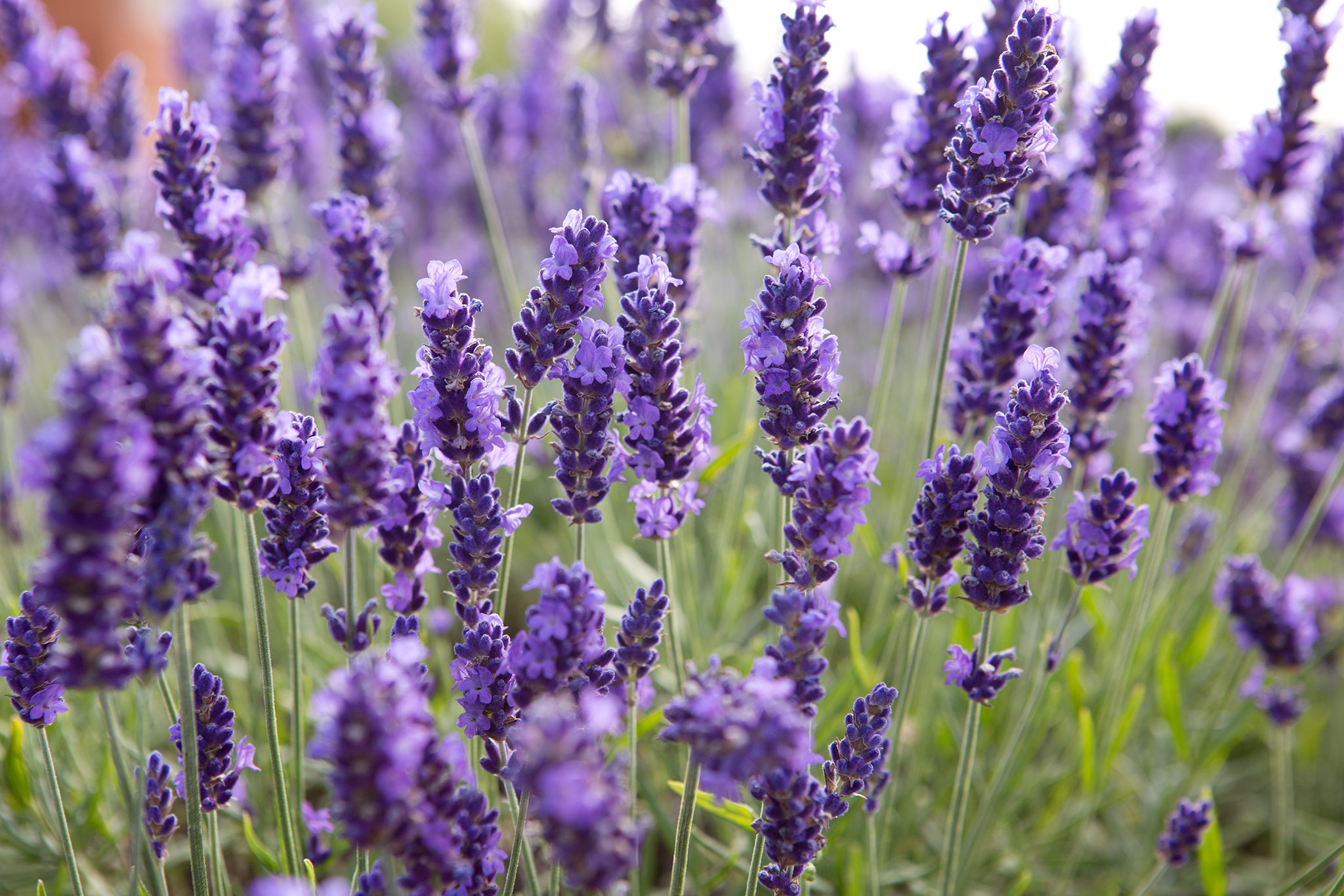 Lavandula angustifolia Elizabeth - BBC Gardeners World Magazine