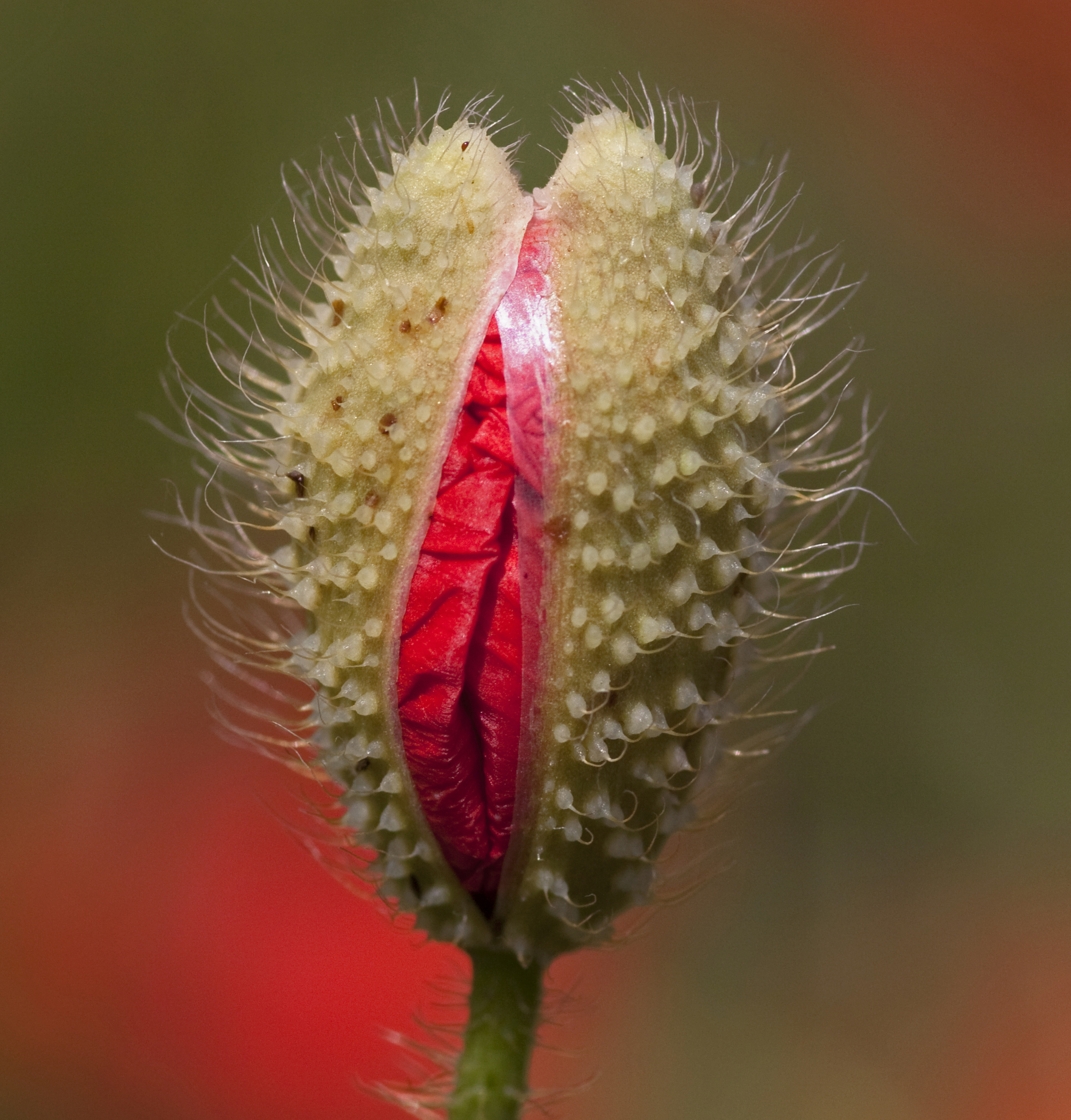 FilePoppy Bud 4714799156jpg - Wikimedia Commons