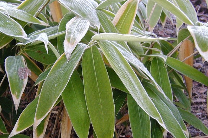 http://upload.wikimedia.org/wikipedia/commons/thumb/d/d4/Sasa-palmata-winter.JPG/800px-Sasa-palmata-winter.JPG