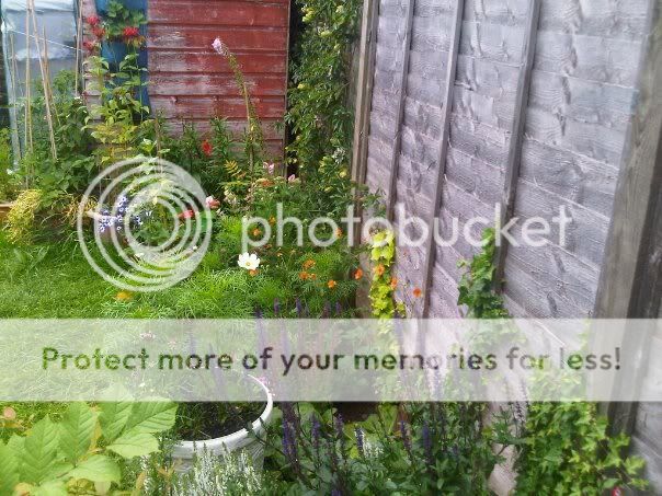 http://i1048.photobucket.com/albums/s373/leggi2/garden4.jpg