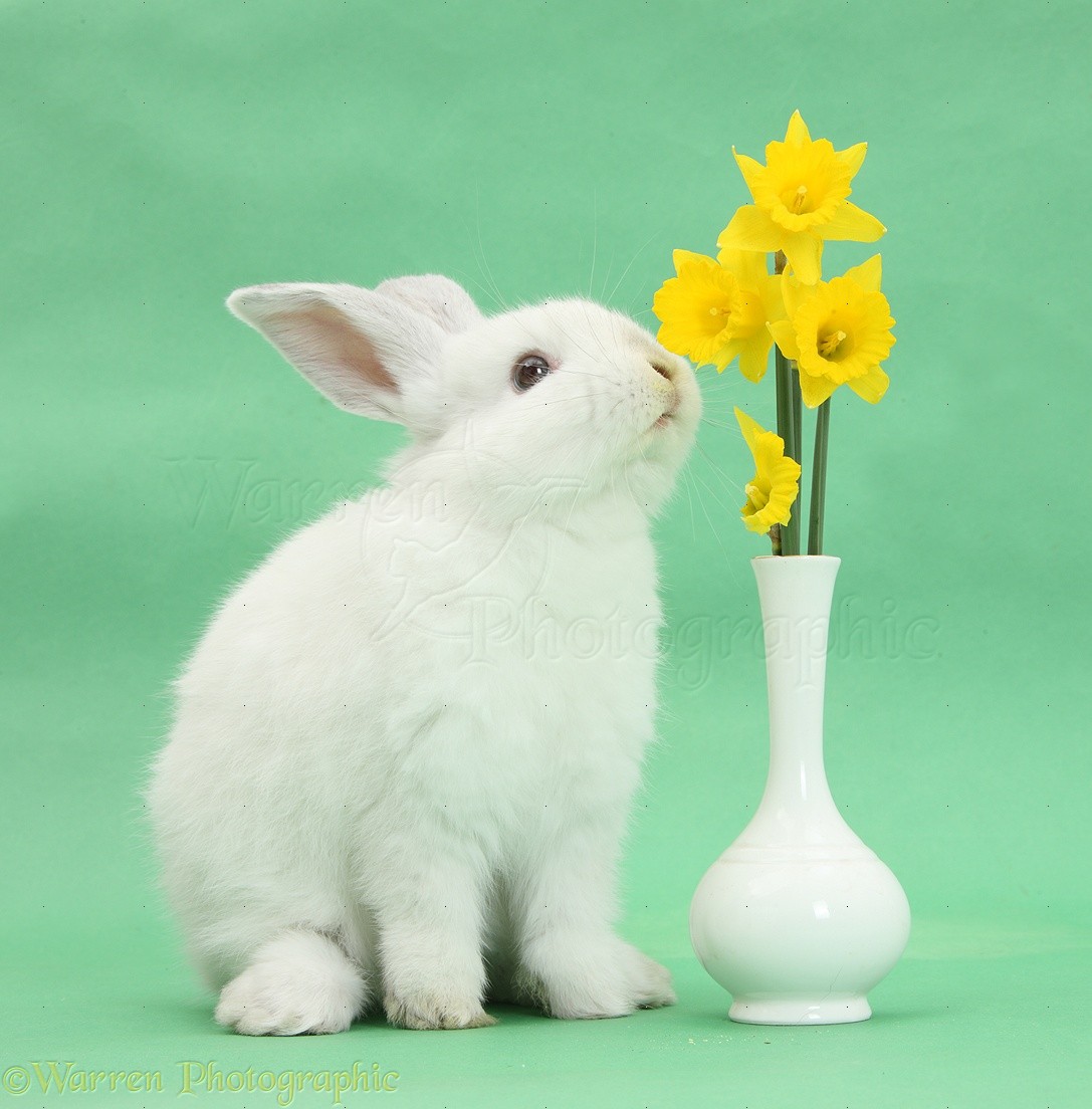 http://www.warrenphotographic.co.uk/photography/bigs/33647-Young-white-rabbit-eating-daffodils-from-a-vase.jpg