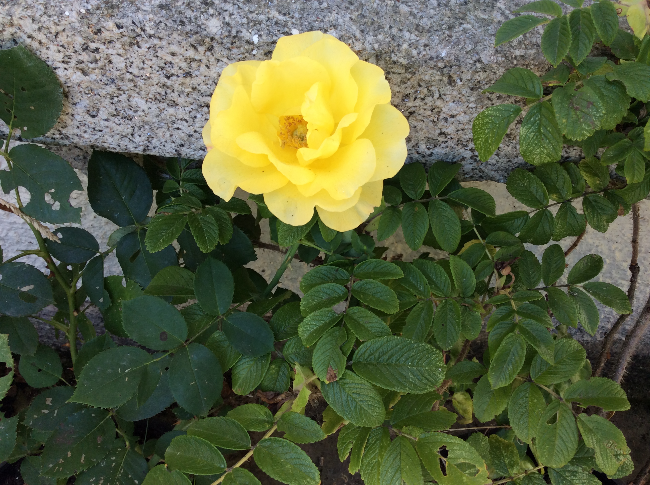 Roseannah