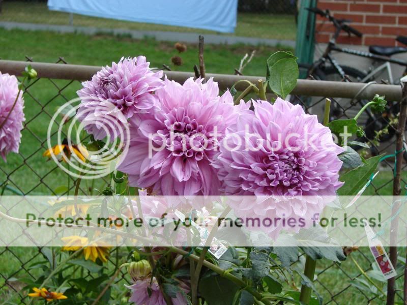 http://img.photobucket.com/albums/v11/otnorot/All%20plants/004_zpsce03452e.jpg