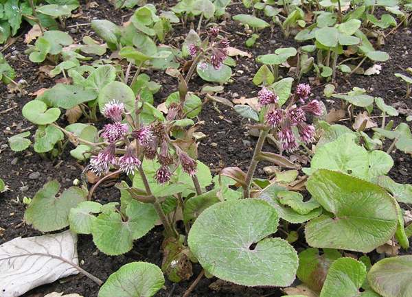 Petasites fragrans Winter Heliotrope identification distribution habitat