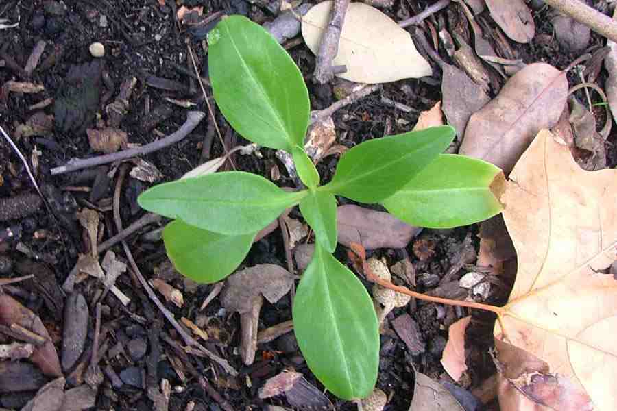 Image result for centranthus ruber seedlings