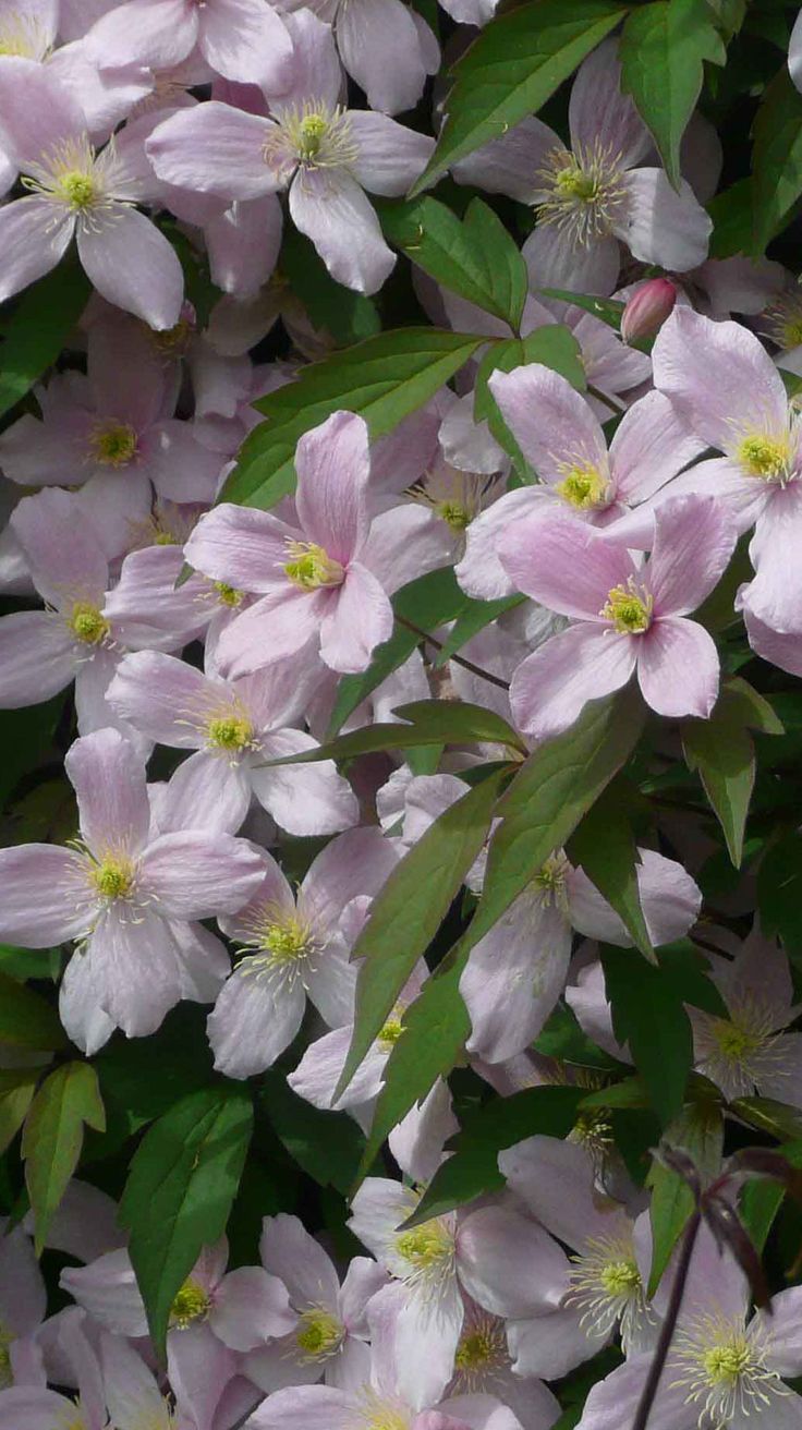 Clematis montana Elizabeth sweet smell of vanilla fudge  Clematis montana  Clematis Creative gardening