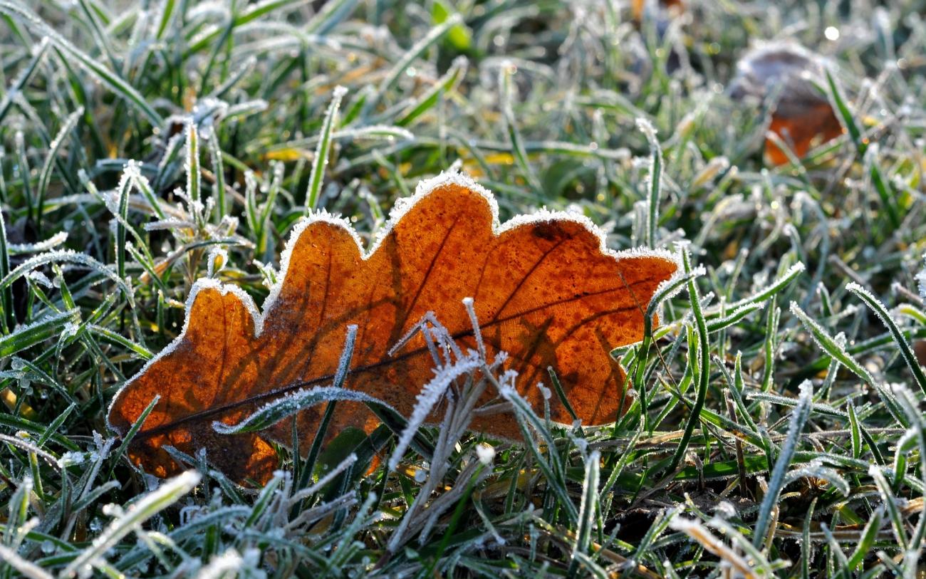 Image result for Frost on grass images