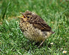 http://upload.wikimedia.org/wikipedia/commons/thumb/f/f1/Turdus_philomelos_-New_Zealand_-juvenile-8.jpg/220px-Turdus_philomelos_-New_Zealand_-juvenile-8.jpg