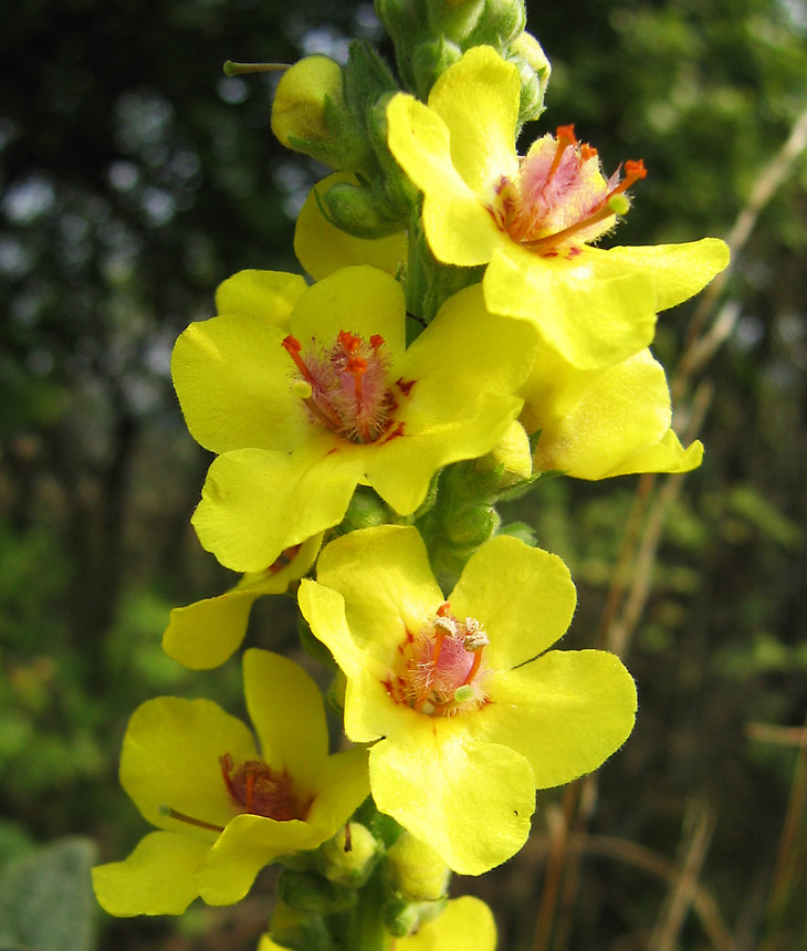 http://upload.wikimedia.org/wikipedia/commons/c/cc/Verbascum_nigrum_flowers_closeup.jpg