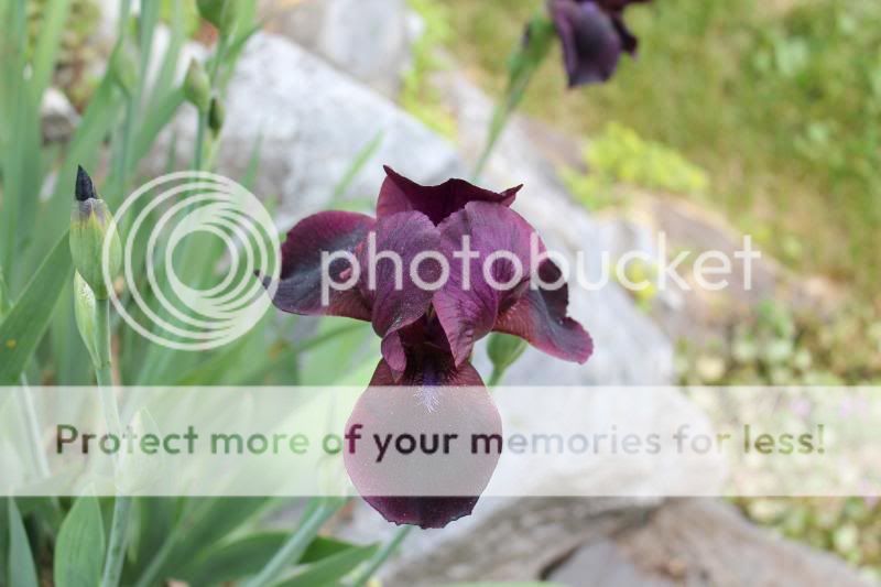 http://img.photobucket.com/albums/v11/otnorot/All%20plants/150.jpg