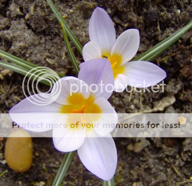http://i1131.photobucket.com/albums/m551/lilylouise1/crocus003.jpg
