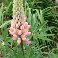Garden Gnomess