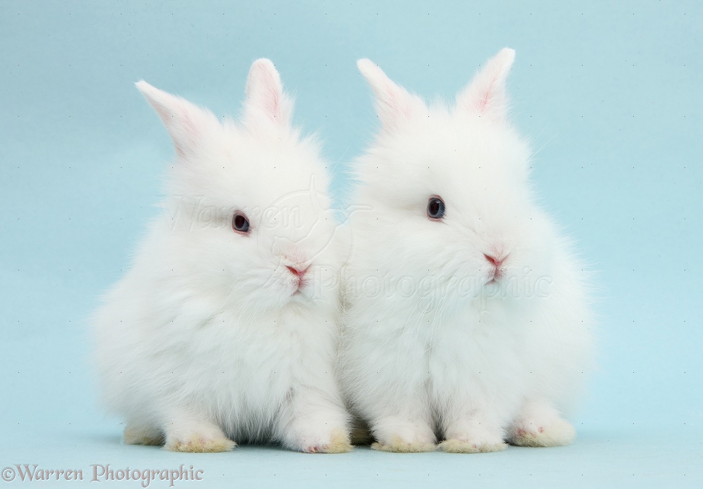 Image result for cute white rabbits images