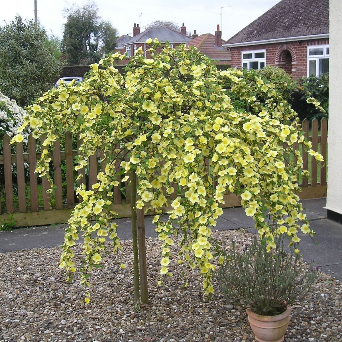 Canary Bird Weeping Standard Rose