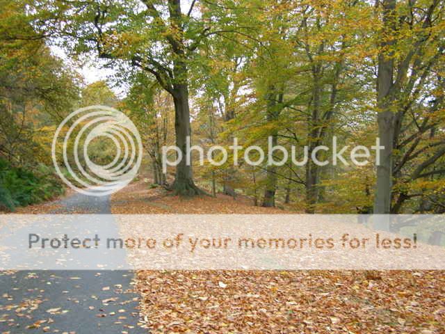 http://i27.photobucket.com/albums/c186/DavidKnapper/Autumn%20Tints/PB070009.jpg