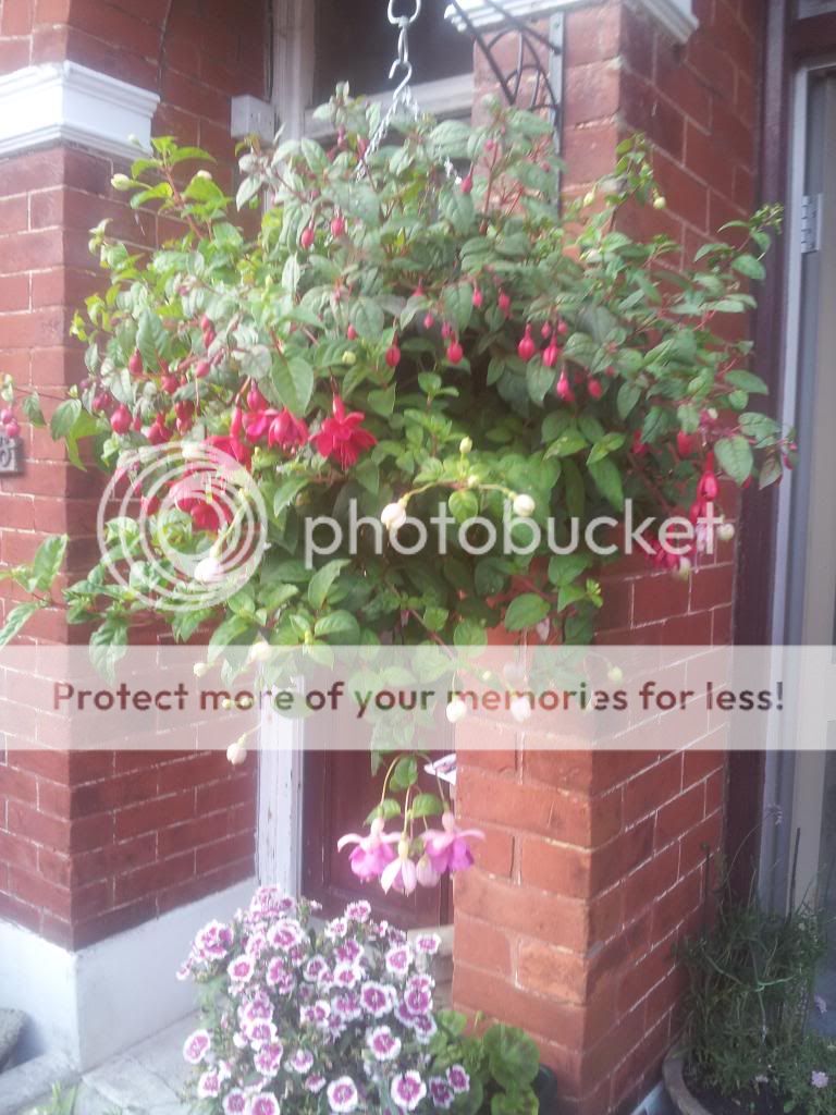 http://i1300.photobucket.com/albums/ag97/Bev_Pounsett-Krynauw/2313-07-13_zps781abf33.jpg