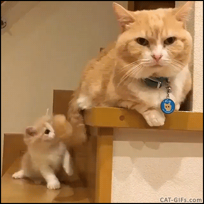 Image result for playful kittens gif