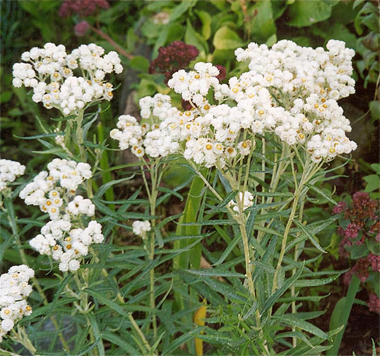 http://www.shootgardening.co.uk/uploaded/images/plant_anaphalis_triplinervis_1_38.jpg?1274380185