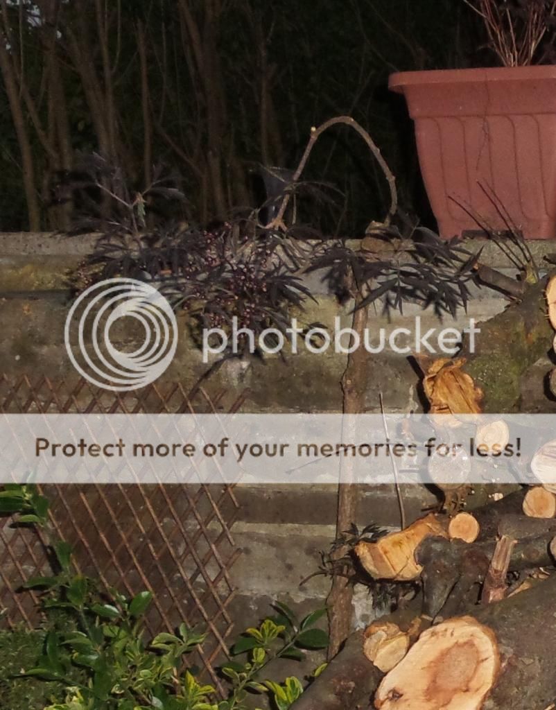 http://i5.photobucket.com/albums/y163/vibrating_cake/tree_zpsoackvcwe.jpg