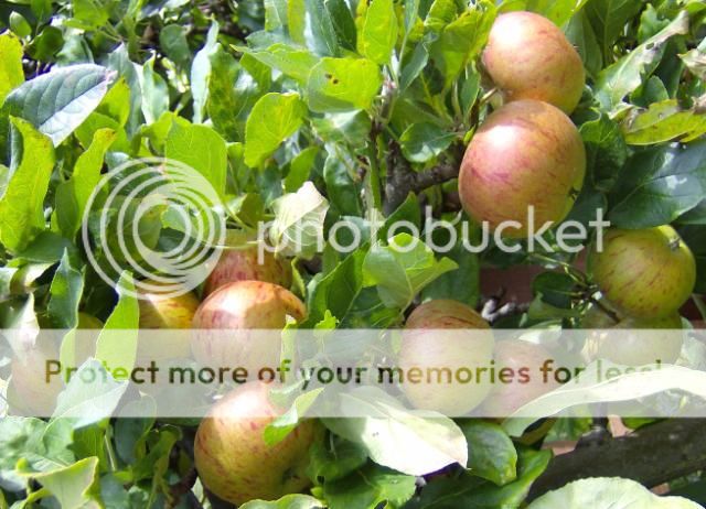http://i1131.photobucket.com/albums/m551/lilylouise1/apples010.jpg