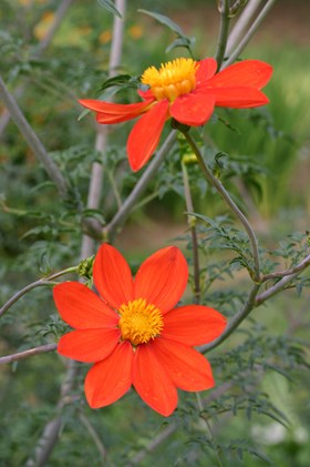 Dahlia coccinea var palmeri