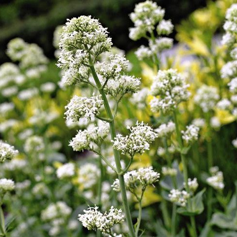 valerian