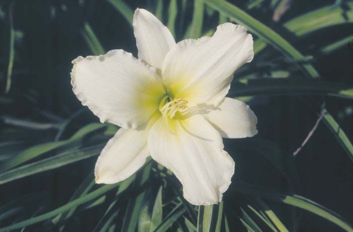 Hemerocallis Lady Elizabeth  Lady elizabeth White flowers Plants