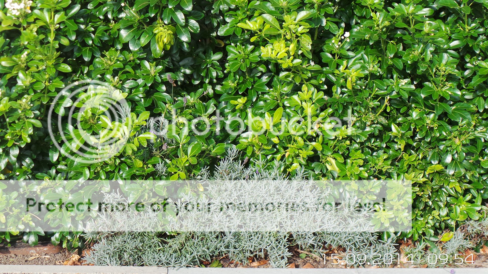 http://i1078.photobucket.com/albums/w497/steveswift1/Avante/20140915_095442_zpsz1lctiv1.jpg