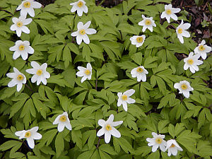 http://www.about-garden.com/images_data/1240_anemone_nemorosa.jpg