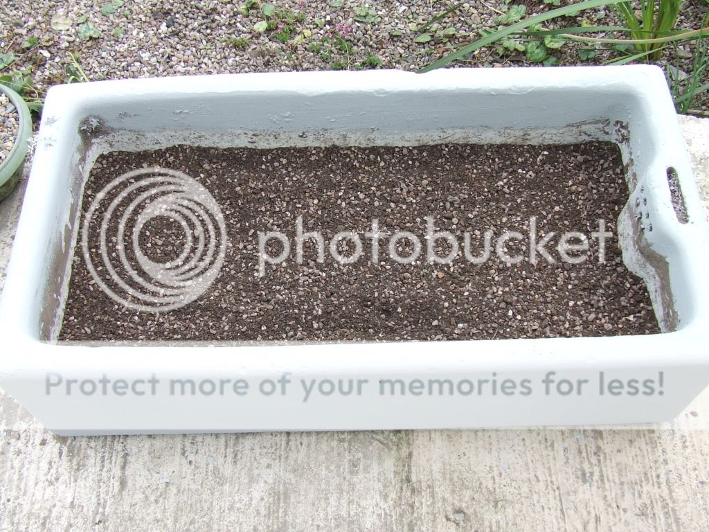 http://i703.photobucket.com/albums/ww32/Owdboggy/Sink%20garden/SouthportMay08etc023.jpg