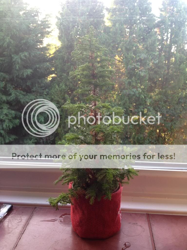 http://i1274.photobucket.com/albums/y435/talksr/Plants/photo3_zps71c16bed.jpg