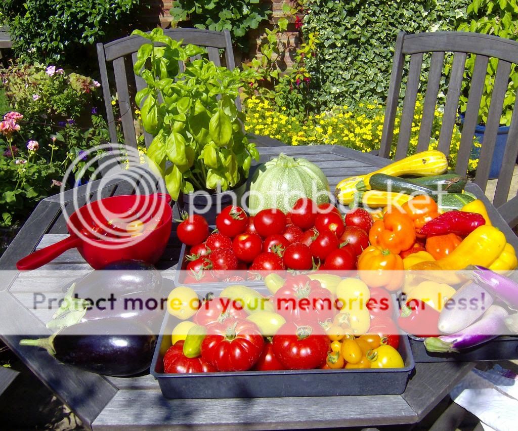http://i1314.photobucket.com/albums/t566/esthergray1/veg006_zpsd7d020cb.jpg