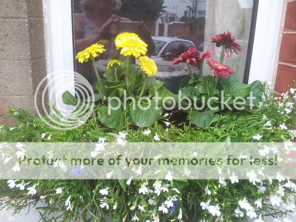 http://i1300.photobucket.com/albums/ag97/Bev_Pounsett-Krynauw/0731-07-13_zpsb203ea5b.jpg