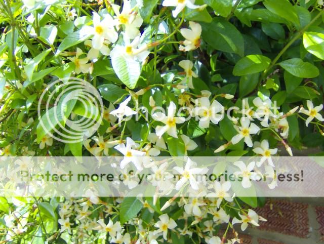 http://i1131.photobucket.com/albums/m551/lilylouise1/tidygarden001-1.jpg