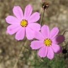 spimula