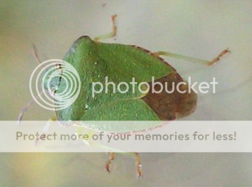 http://i1143.photobucket.com/albums/n627/thedogcody/green-shield-bug-1.jpg