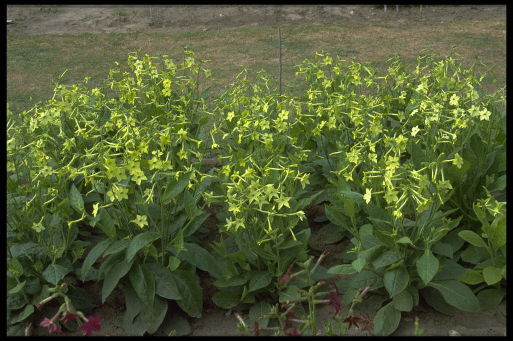 https://apps.rhs.org.uk/plantselectorimages/detail/WSY0005491_11234.jpg