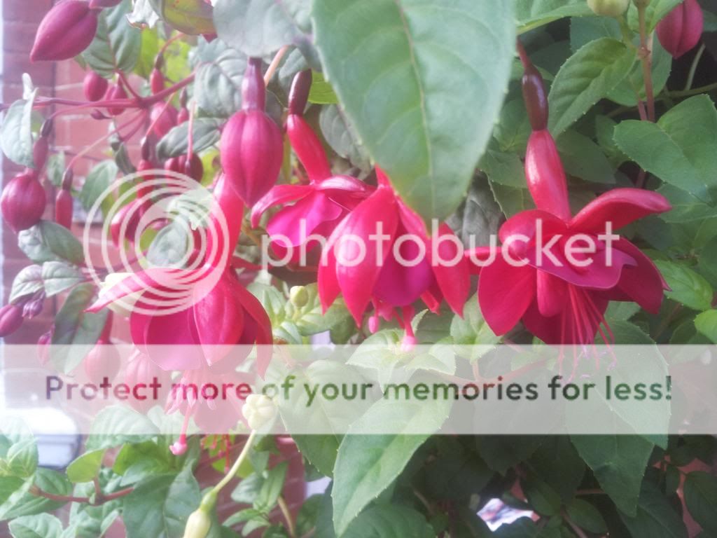 http://i1300.photobucket.com/albums/ag97/Bev_Pounsett-Krynauw/14b13-07-13_zpsecb7cb63.jpg