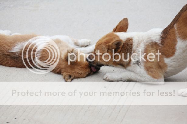 http://i1143.photobucket.com/albums/n627/thedogcody/Themaledog-2.jpg