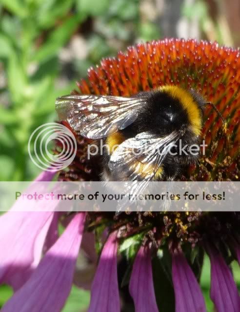 http://i72.photobucket.com/albums/i179/Cheerypeabrain/Wildlife/19thJuly2011004.jpg