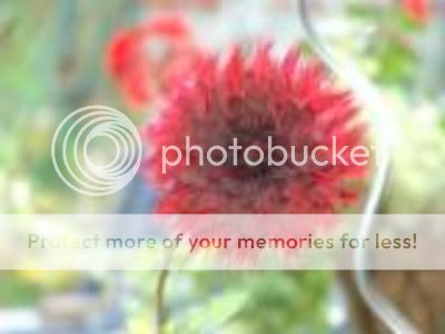 http://img.photobucket.com/albums/v11/otnorot/All%20plants/thdahlia5-1.jpg